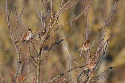 Emberiza schoeniclus