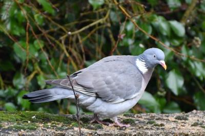Columba palumbus