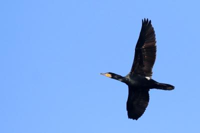Grand Cormoran