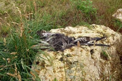 Buse variable