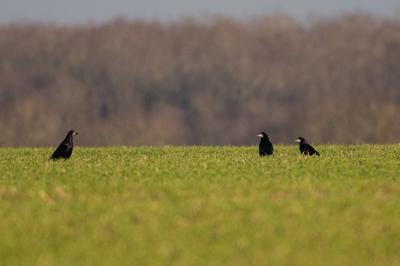 Corbeau freux