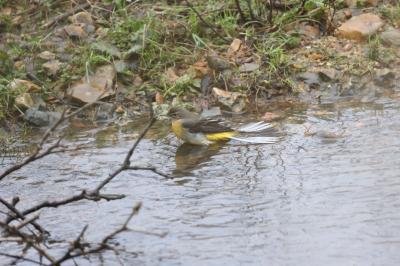 Motacilla cinerea