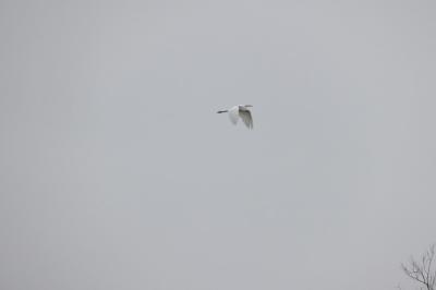 Grande Aigrette