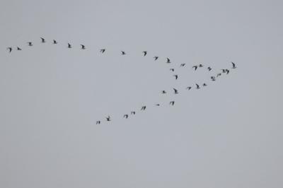 Mouette rieuse