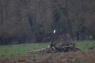 Grande Aigrette