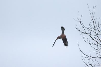 Faucon crécerelle
