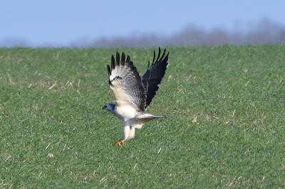 Buse variable