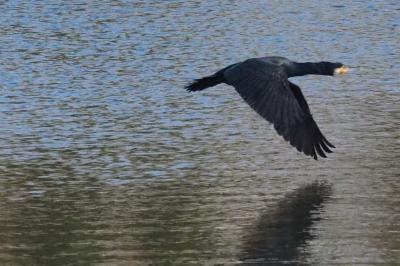 Grand Cormoran