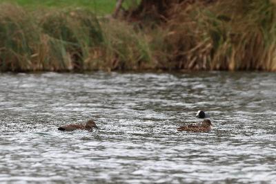 Canard chipeau