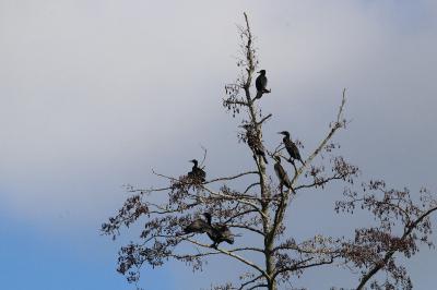 Grand Cormoran