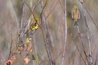 Bruant jaune