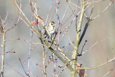 Bruant des roseaux