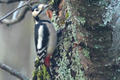 Dendrocopos major