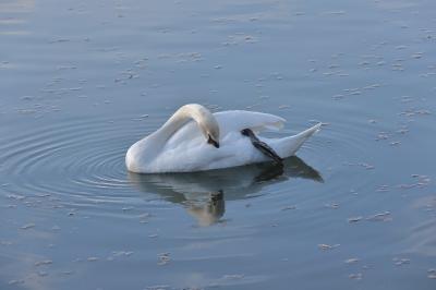 Cygne tuberculé
