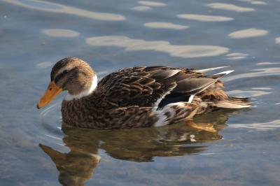 Canard colvert