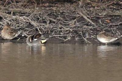 Canard pilet