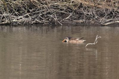 Canard chipeau