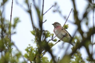 Linotte mélodieuse