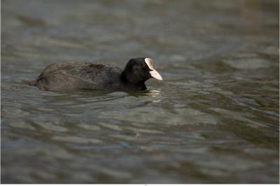 Fulica atra