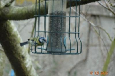 Mésange bleue