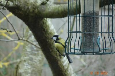 Mésange charbonnière