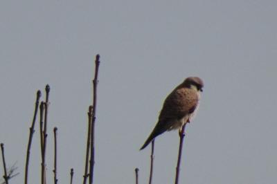 Faucon crécerelle