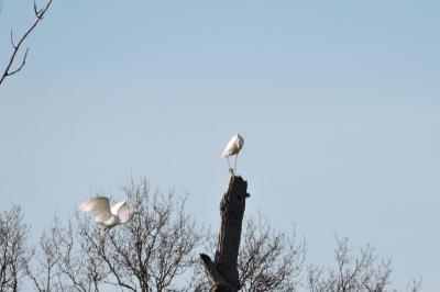 Grande Aigrette