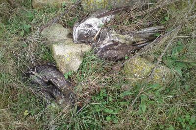 Buse variable
