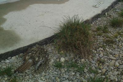 Faucon crécerelle