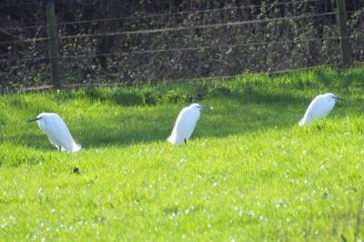 Aigrette garzette