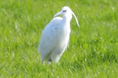 Aigrette garzette