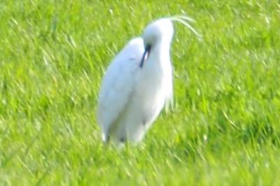 Aigrette garzette