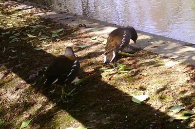 Poule-d'eau