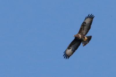 Buse variable