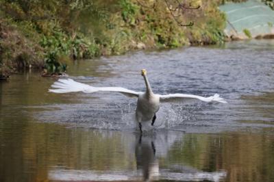 Cygne chanteur