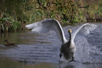 Cygne chanteur