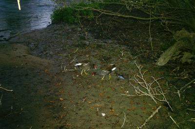 Poule-d'eau