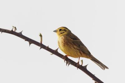 Bruant jaune