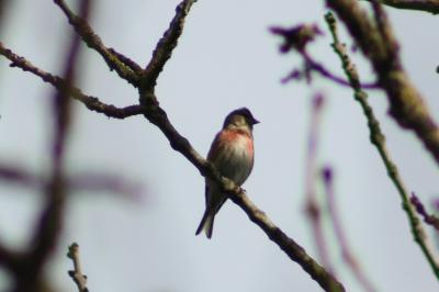 Linotte mélodieuse