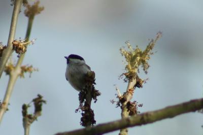 Mésange nonnette