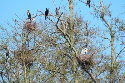 Grand Cormoran