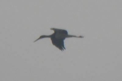 Cigogne noire