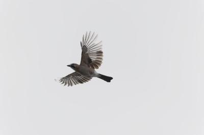 Garrulus glandarius