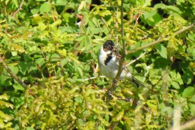 Emberiza schoeniclus