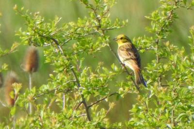 Emberiza citrinella