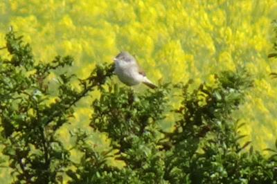 Fauvette grisette