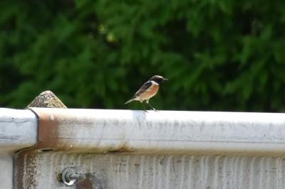 Tarier pâtre