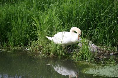 Cygne tuberculé