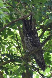 Hibou moyen-duc