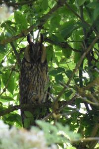 Hibou moyen-duc